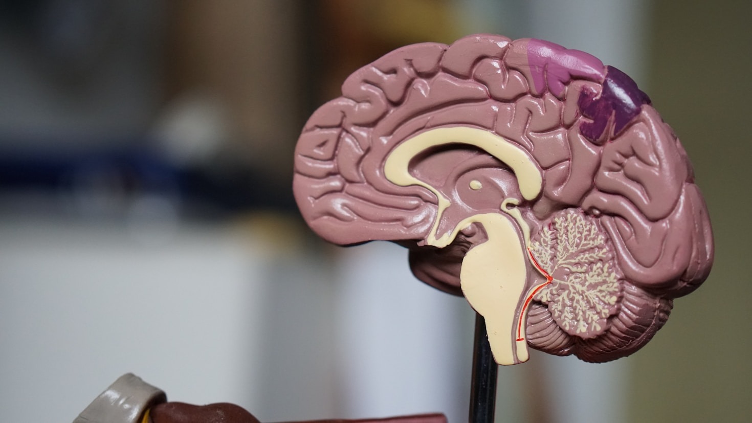 El impacto del arte en la mente humana